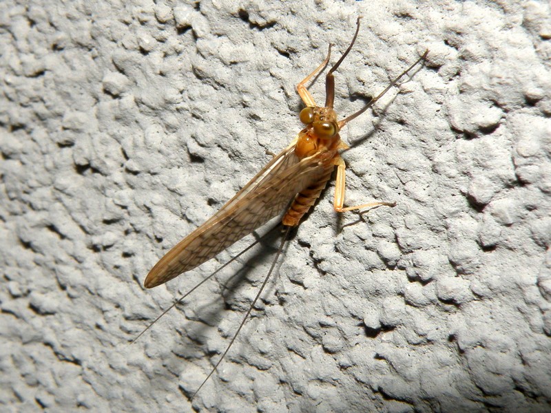 Heptageniidae:Ecdyonurus sp.